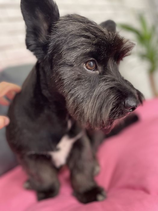 Грумінг/Стрижка/Тримінг на лівобережній