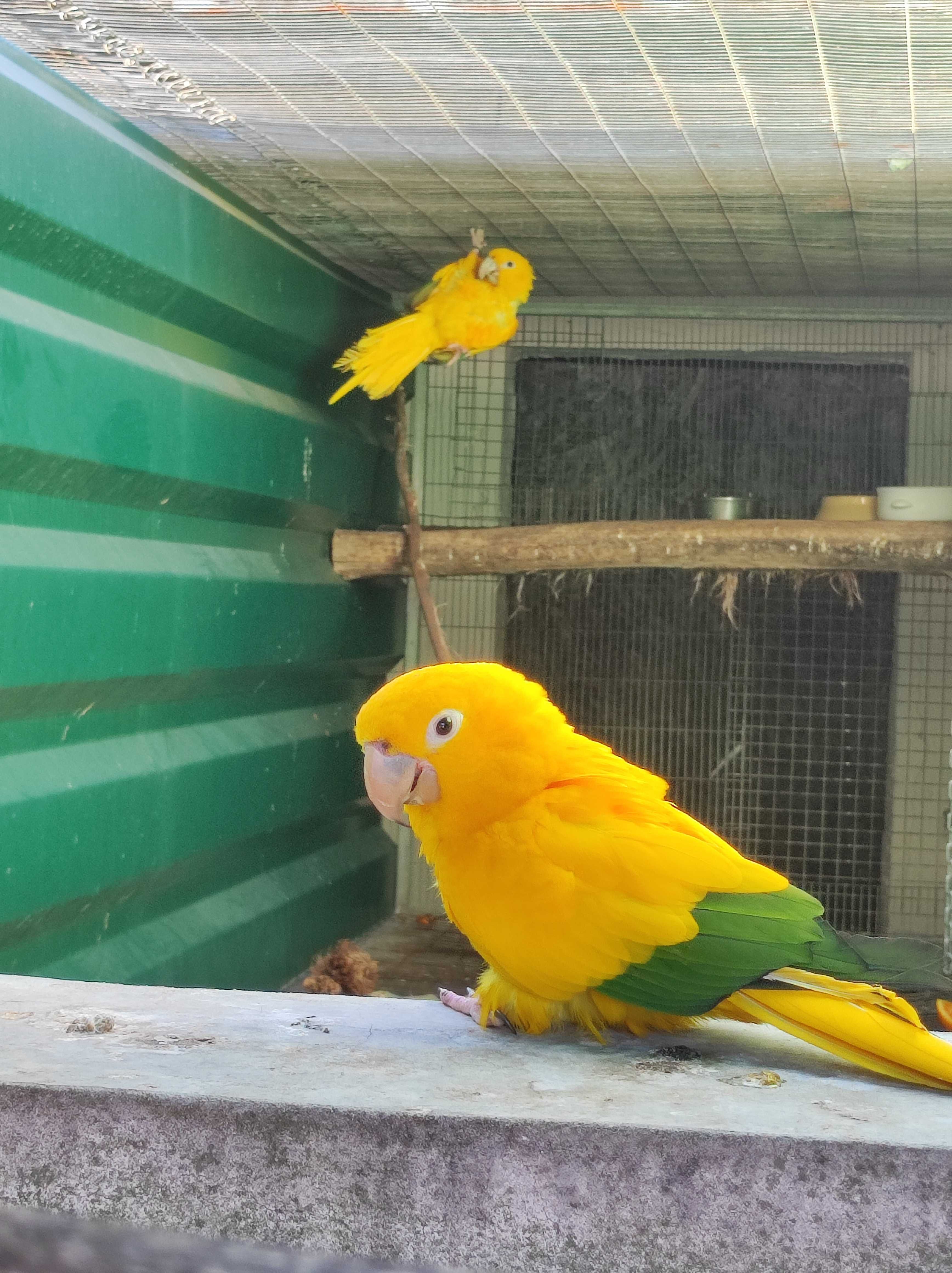 Guarouba guarouba