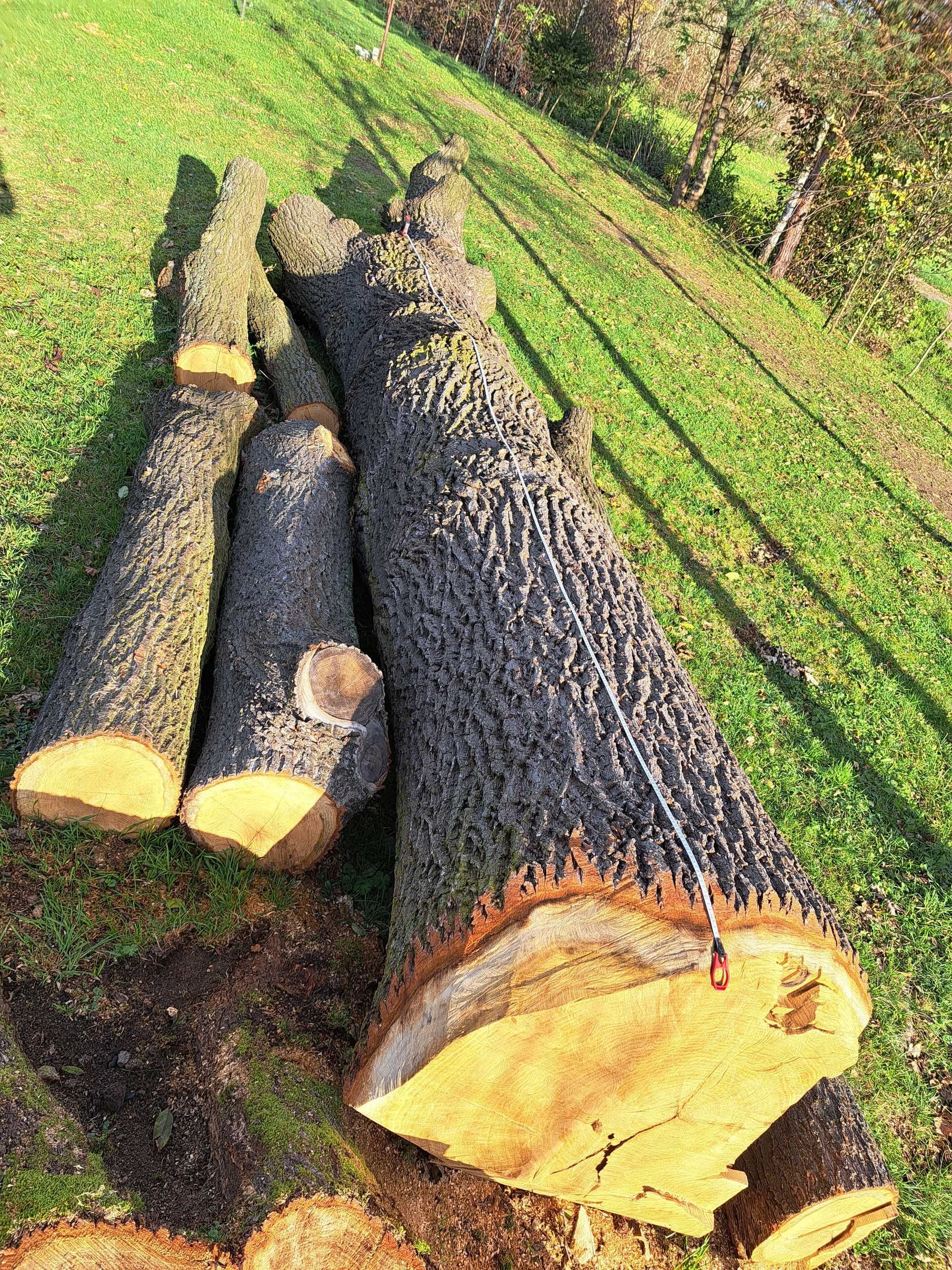 Dąb kłoda klocek.