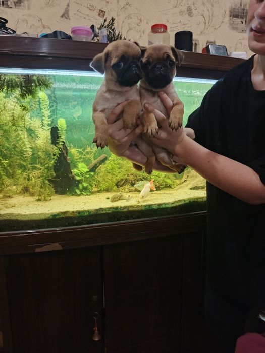 Мопсодітки.  Хлопчики абрикосики.