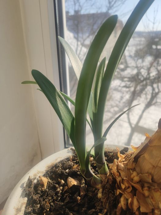 Клівія вазонок родина Амарилісових