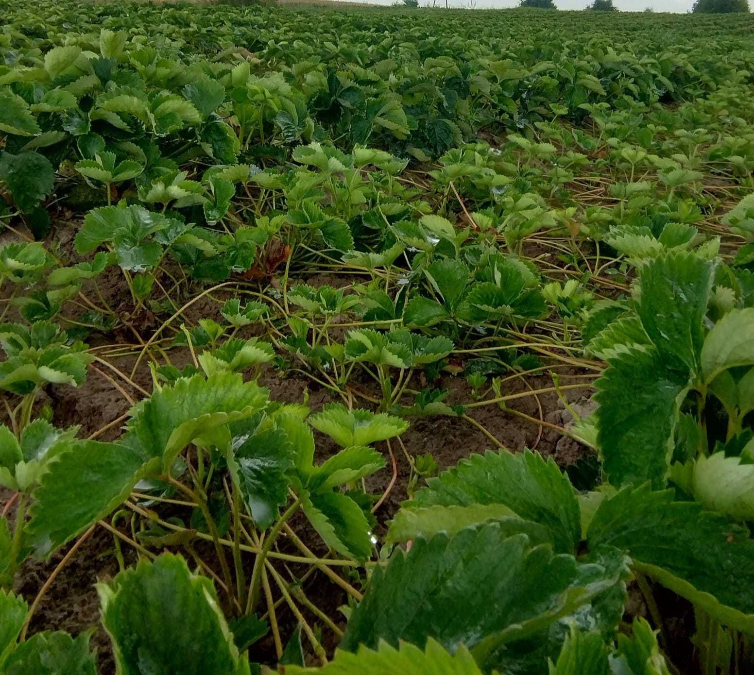 Sadzonki truskawek najlepsze odmiany  Wysyłka 24h