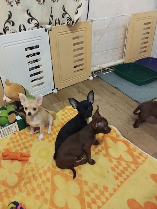 Готовы к продаже щенки породы чихуахуа