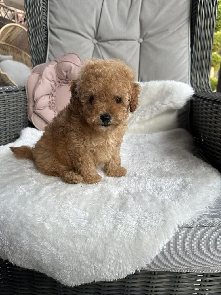 Przesliczna dziewczynka Cavapoo
