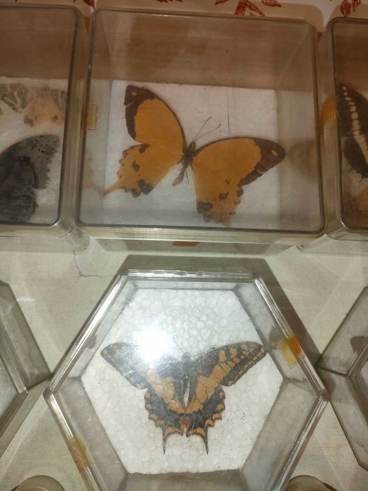 Coleção de borboletas