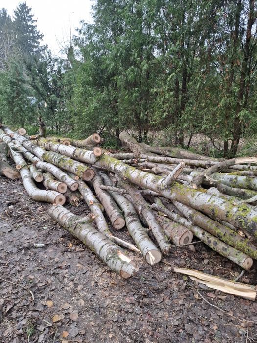 Drzewo na opał topola