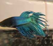 Betta Crown Tail