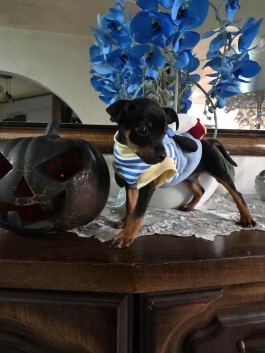 Pinczerek miniaturowy z rodowodem sunia