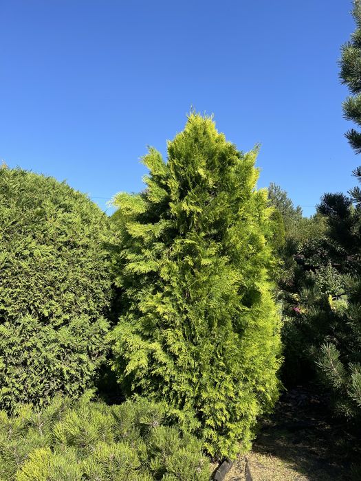 Стрижка хвойных растений