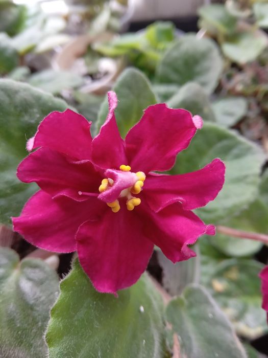 Фіалка вазон темна