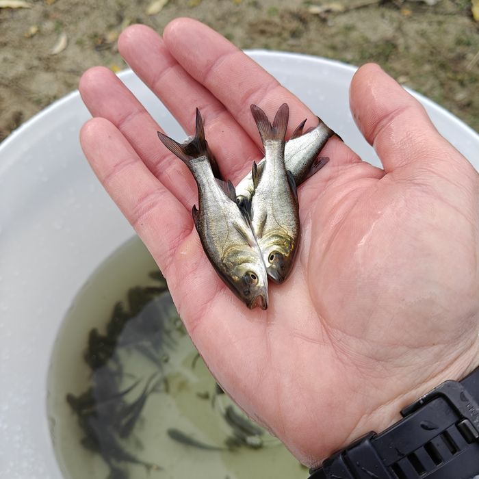 Продам малька амура,Короп, линь,толстолоб