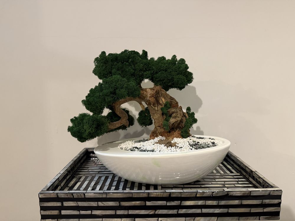Drzewko Bonsai mech chrobotek PREMIUM-bzobsługowe