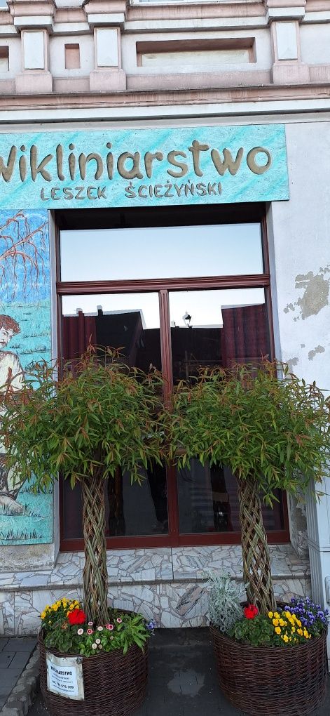 Wierzba pleciona Salix