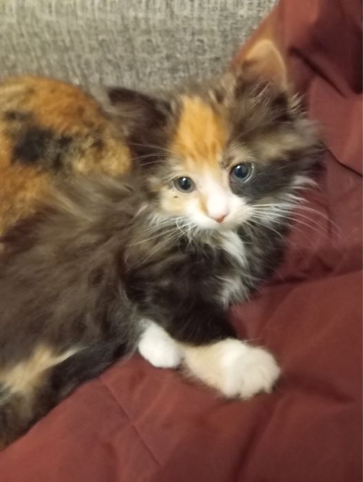 Котята в хорошие руки