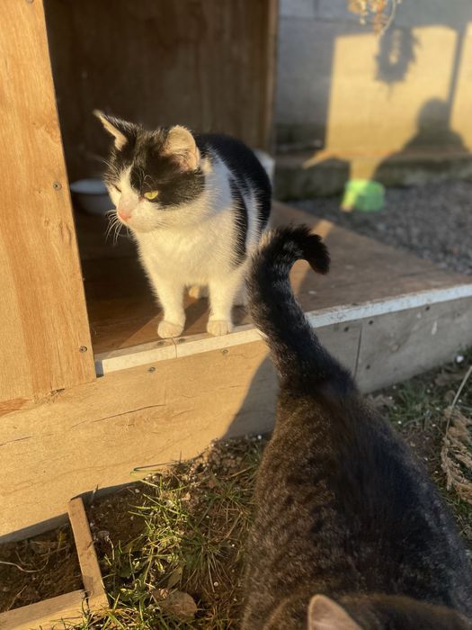 Киця стерилізована в добрі руки