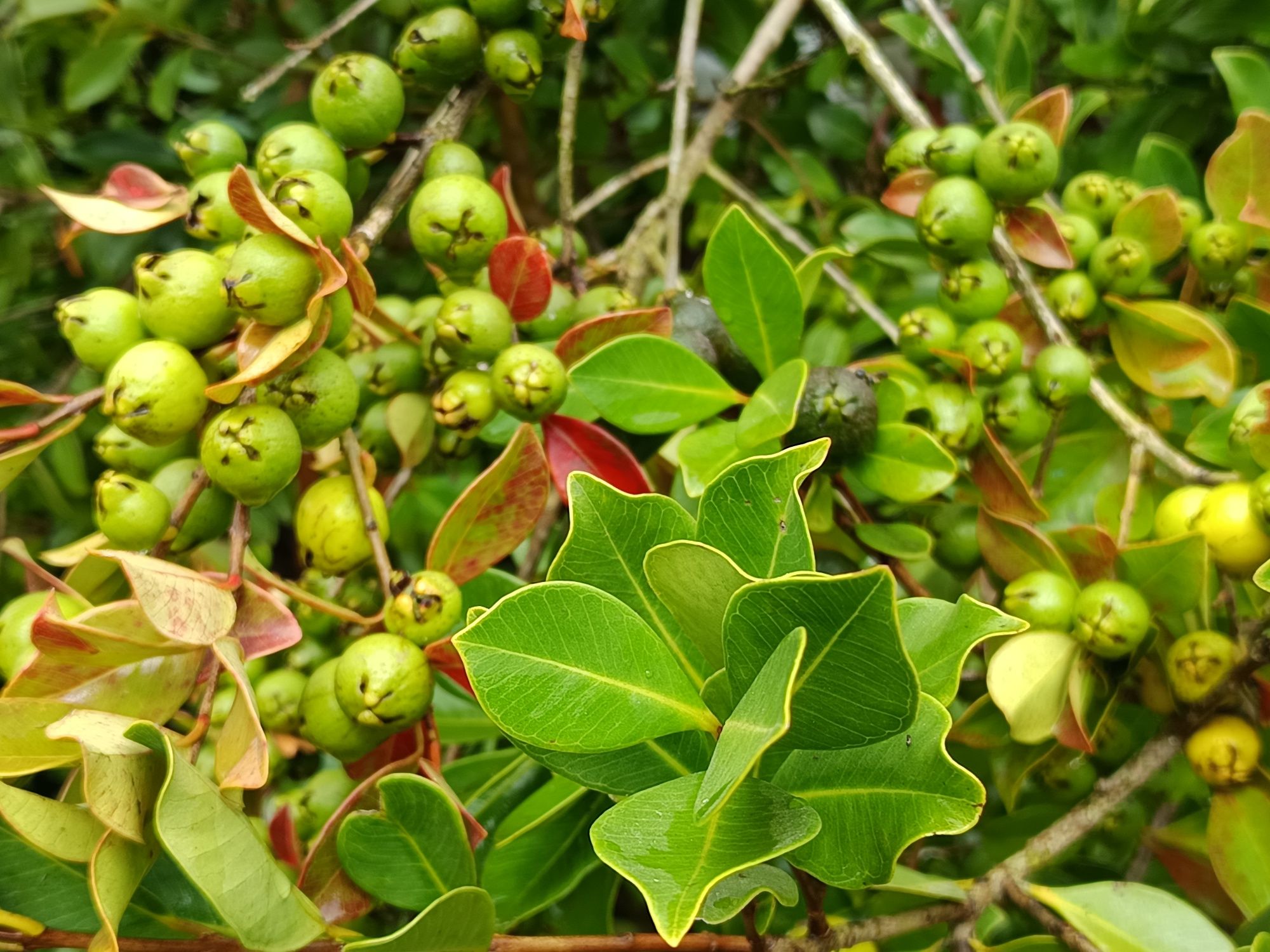 Araçás de cor amarela e vermelha