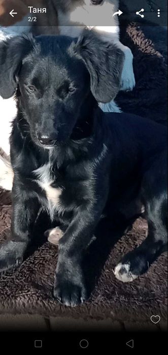 Собачка хлопчик у добрі руки