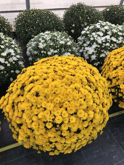 Chryzantemy chryzantemy