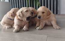 Golden Retriever  suczka