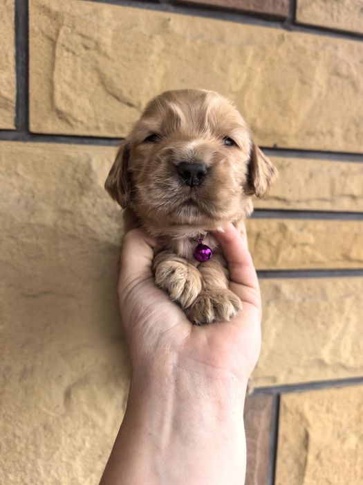 Śliczny szczeniak cocker spaniel