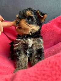 Yorkshire terrier ZKWP/FCI