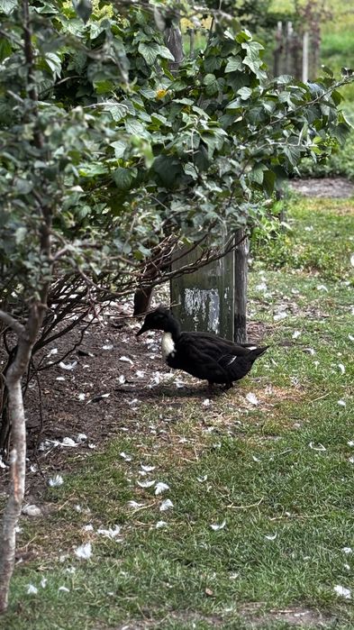 Sprzedam Kaczki ekologiczne