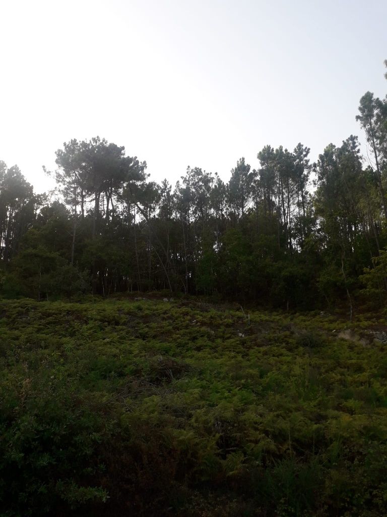 Vendo casa em madeira pinho nórdico