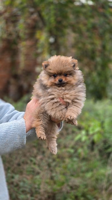Pomeranian uroczy piesek