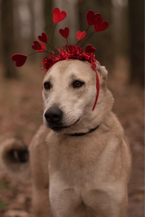 Возьми собаку из приюта