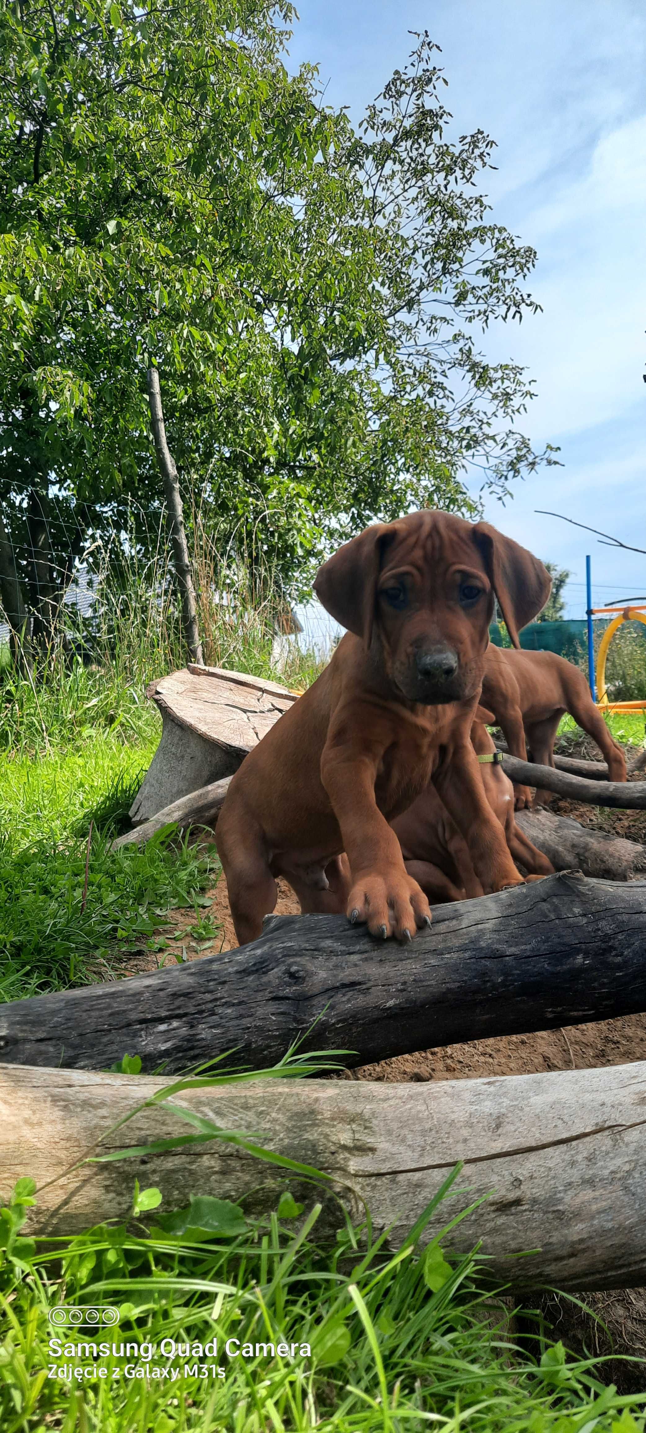 Nie szukasz psa. Szukasz legendy - Szczeniak Rhodesian Ridgeback  ZKwP
