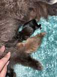 Szpic miniaturowy pomeranian zapowiedz miotu