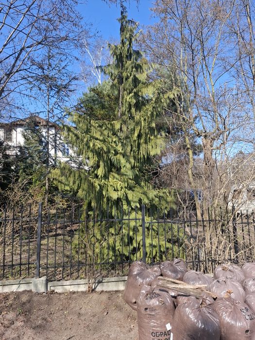 Do sprzedania duże drzewo Cyprysik nitkalski Pendula malownicza placzą