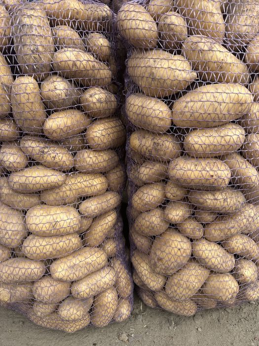 Продам Картоплю , Цибулю , Морква , Буряк , Капуста.