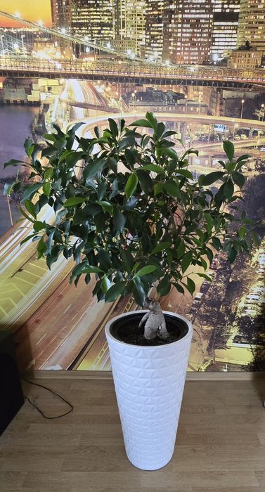 Zamiokulkas i inne kwiaty doniczkowe cena (od 40 do 200)