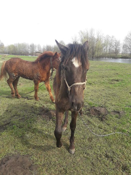 Продам коней. . . . . .