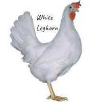 KURY kurki nioski ROSA DOMINANT LEGHORN młode zdrowe Transport