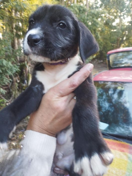 Scubido para adoção muito responsável