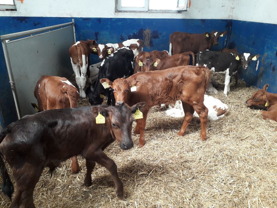 Sprzedam Cielęta Mięsne, Jałówki, Byczki, transport oraz HF,NCB