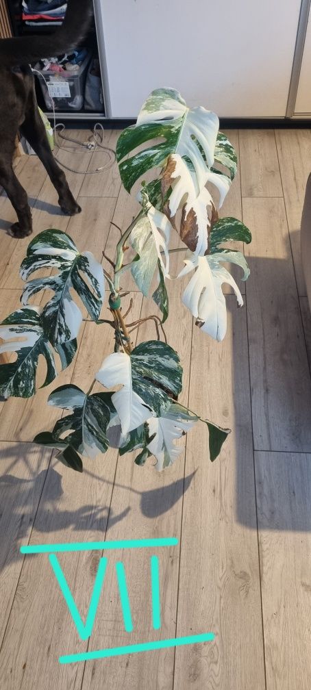Monstera variegata 13 liści
