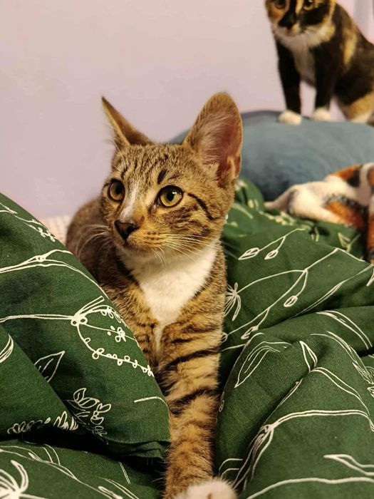 Kotek Tymianek do adopcji