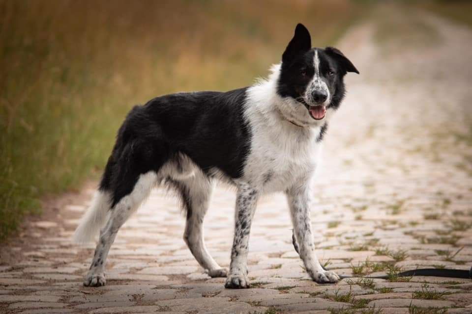 Rufi w typie Border Collie do ŚWIADOMEJ adopcji!