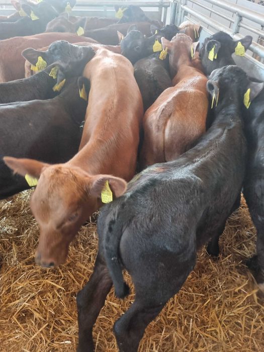 sprzedaz cieląt Pniewy