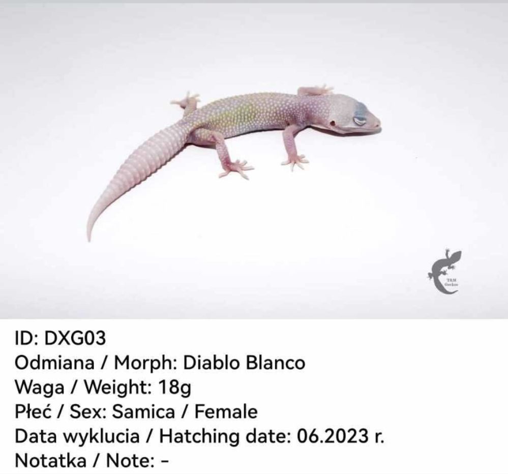 Wyjątkowe terrarium z szafką i gekonami