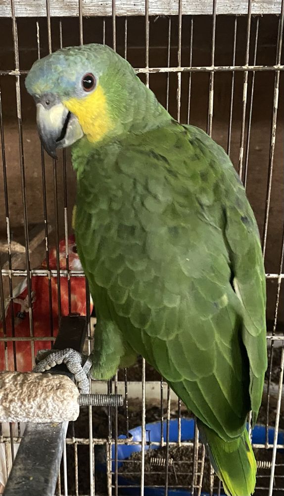 Papagaio Amazona
