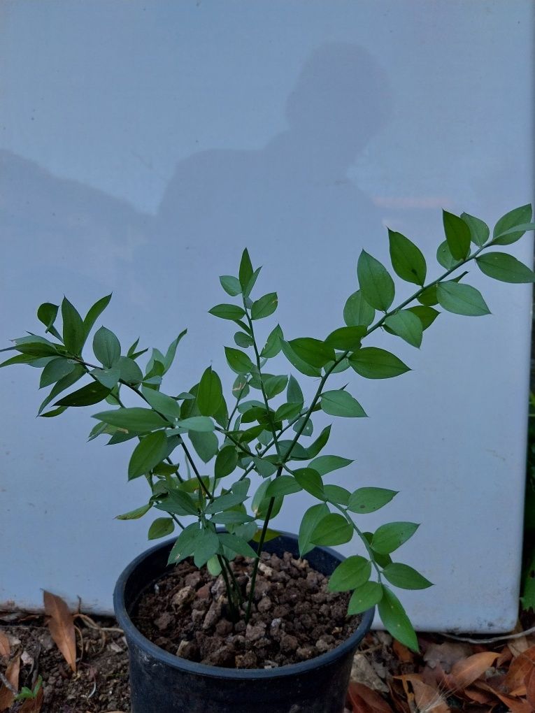 Planta de gilbardeira