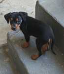 Pinscher macho puro