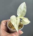 Monstera Laniata Mint Variegata