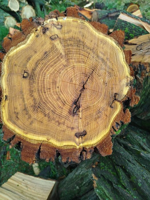 Продам дрова твердих порід