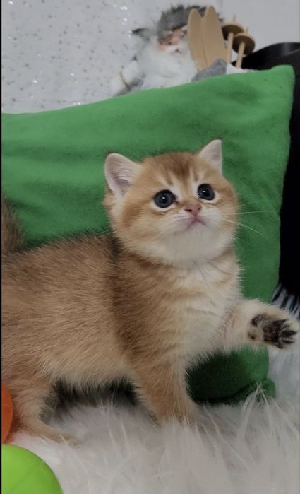 Грайливі малюки золота шиншила 2 місяці