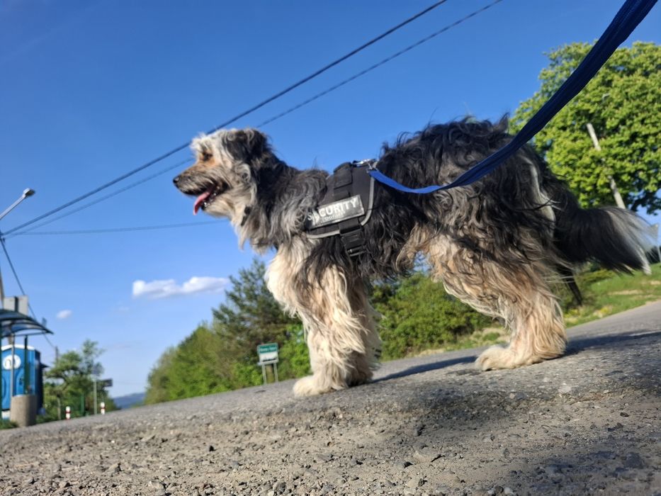 Oddam pieska za darmo